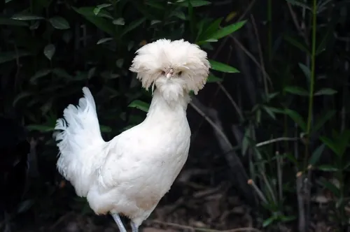 Imagem: "Galinha polonesa branca"