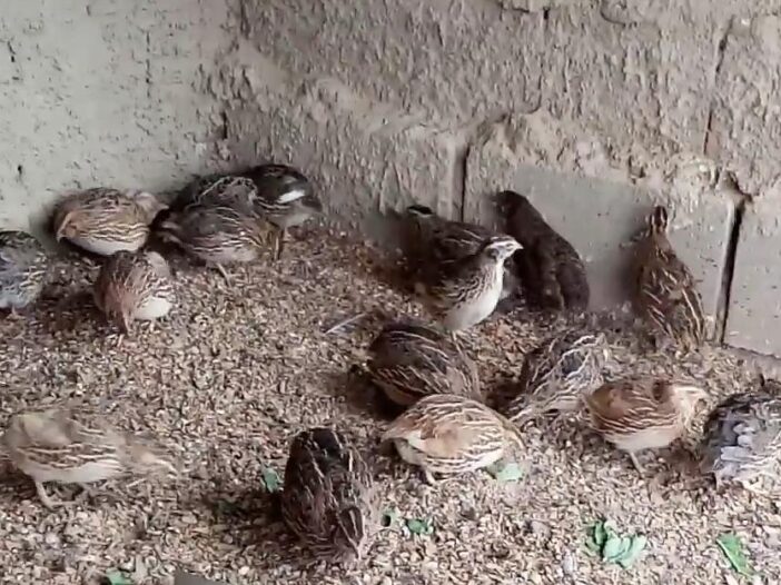 Imagem: "Codornas"